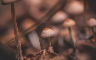 10 Lessons From A Psilocybin Mushroom Journey